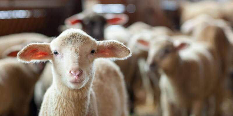 My Sheep Hear My Voice | 10 Trustworthy Ways to Hear Jesus Consistently