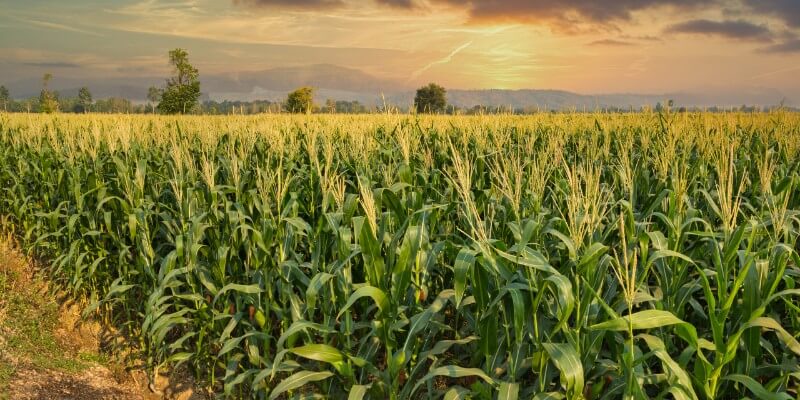 a cornfield with rising sun